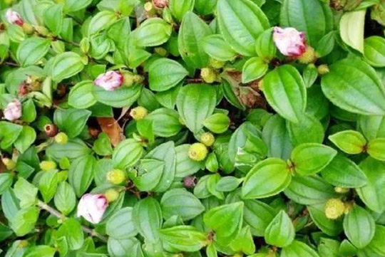 油茶是一類山茶類植物，油茶的功效與作用